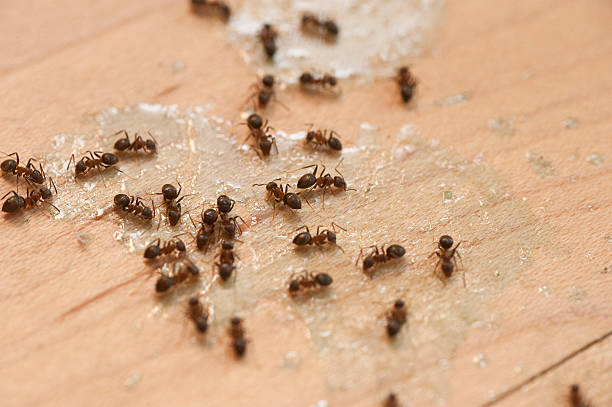 Best Pest Control Cost  in Galls, IN